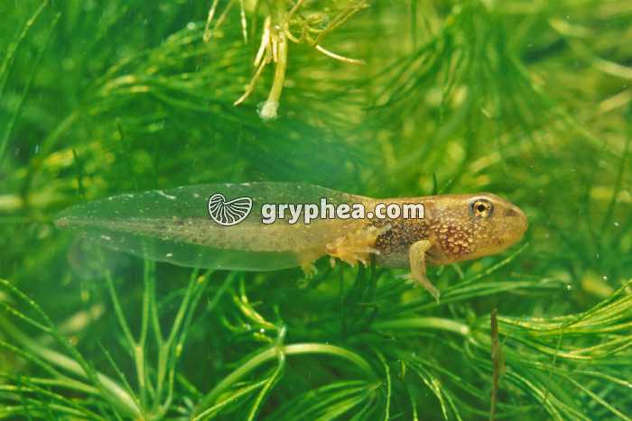 Grenouille rousse - Tétard  - stade 4 pattes - gryphea.com